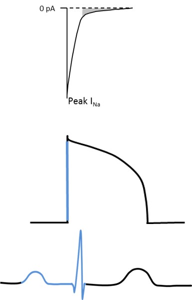 electrical system-heart