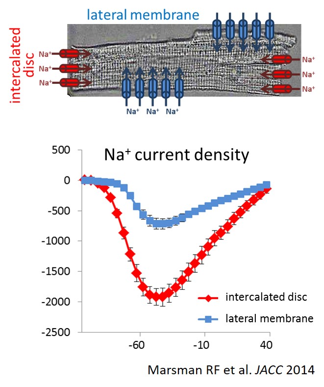 project1 subcellular