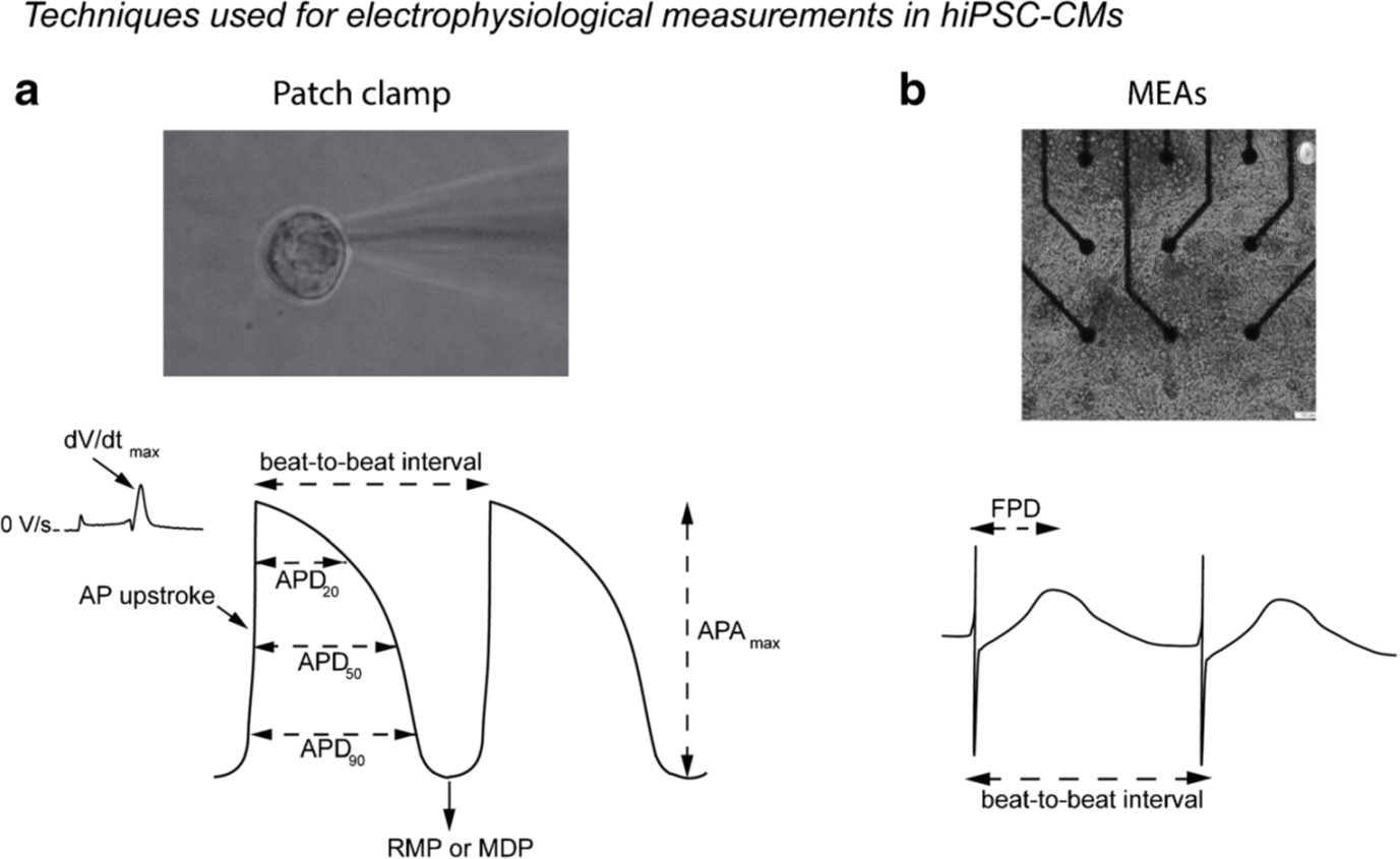 techniques%20for%20EP%20measurements%20in%20hiPSC